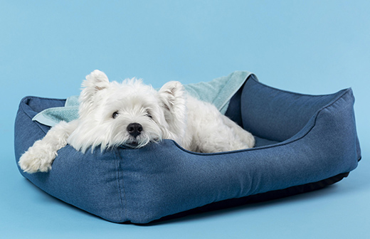 Comment vivre en appartement avec un chien ? 